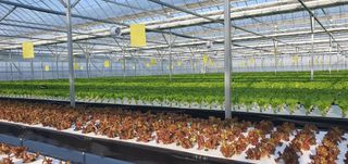 유승한님의 상추 · 자유게시판 작성글 사진