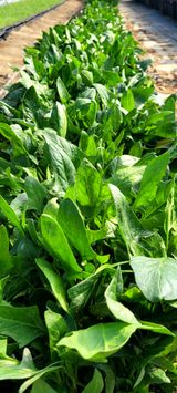 팜모닝 자유주제·자유게시판 게시글 이미지