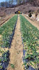 팜모닝 마늘·영농일지 게시글 이미지