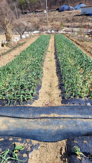 지피지기님의 마늘 · 영농일지 작성글 사진