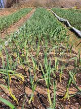 팜모닝 마늘·병해충상담 게시글 이미지