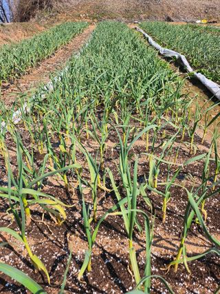 배주원님의 마늘 · 병해충상담 작성글 사진