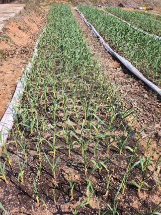 배주원님의 마늘 · 병해충상담 작성글 사진