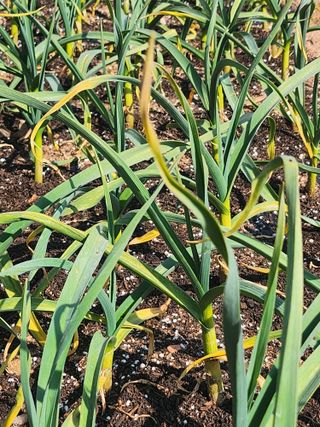 배주원님의 마늘 · 병해충상담 작성글 사진