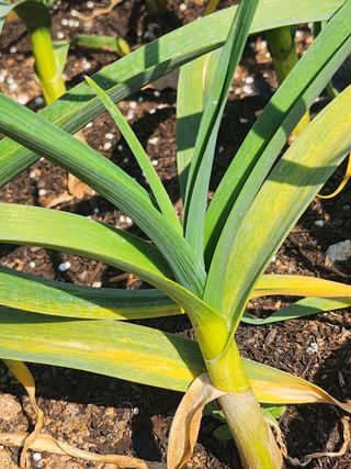 배주원님의 마늘 · 병해충상담 작성글 사진