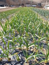 팜모닝 자유주제·자유게시판 게시글 이미지