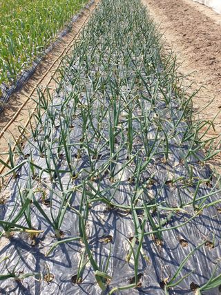 양파5749님의 자유주제 · 자유게시판 작성글 사진