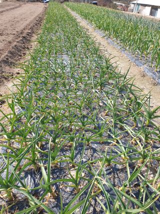 양파5749님의 자유주제 · 자유게시판 작성글 사진