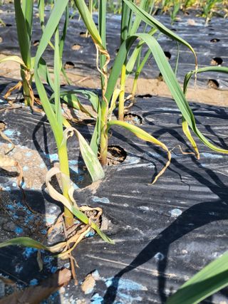 청양 산골꾸찌뽕 님의 마늘 · 병해충상담 작성글 사진