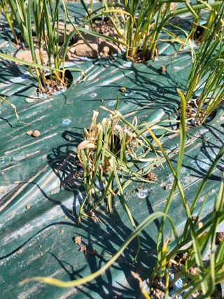 청양 산골꾸찌뽕 님의 마늘 · 병해충상담 작성글 사진
