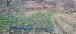 코람데오창조농장님의 마늘 · 영농일지 작성글 사진