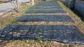 삼례텃밭지기님의 양파 · 영농일지 작성글 사진