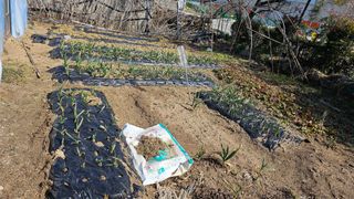 삼례텃밭지기님의 마늘 · 영농일지 작성글 사진