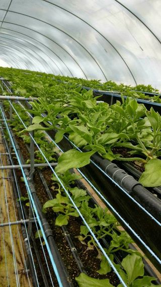 권혁태 님의 3월 내 작물 자랑하기 · 참여글 작성글 사진