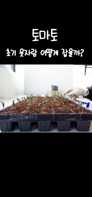 육묘장님의 자유주제 · 자유게시판 작성글 사진