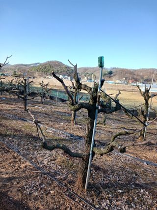 정순유님의 3월 내 작물 자랑하기 · 참여글 작성글 사진