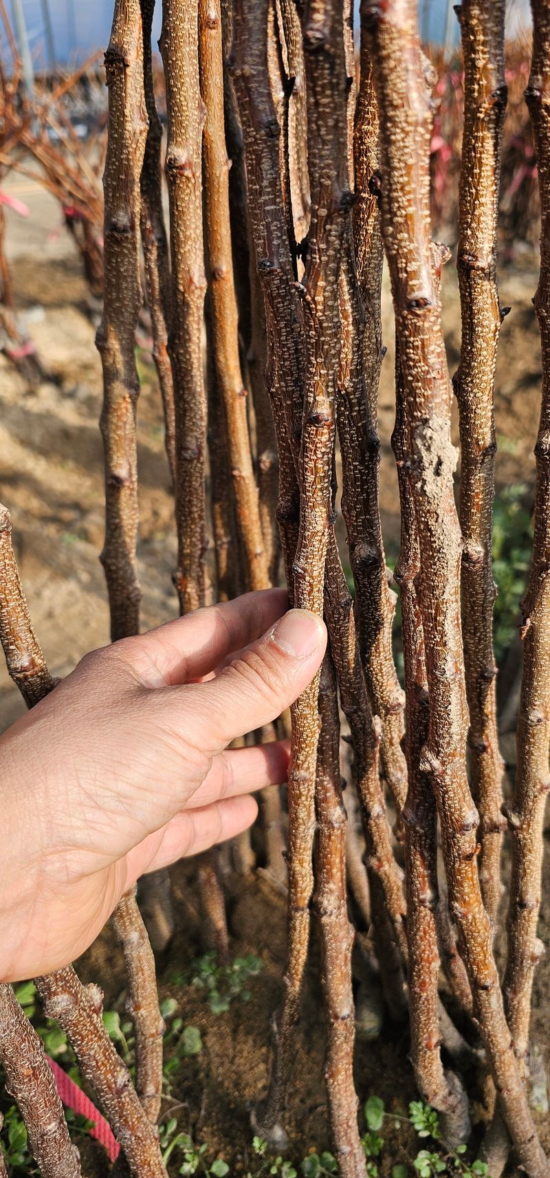 뿌리묘목농원님의 장터 판매 상품 [살구나무 하코트 접목1년생] 첨부 사진