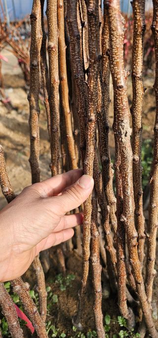 뿌리묘목농원님의 작성글 사진