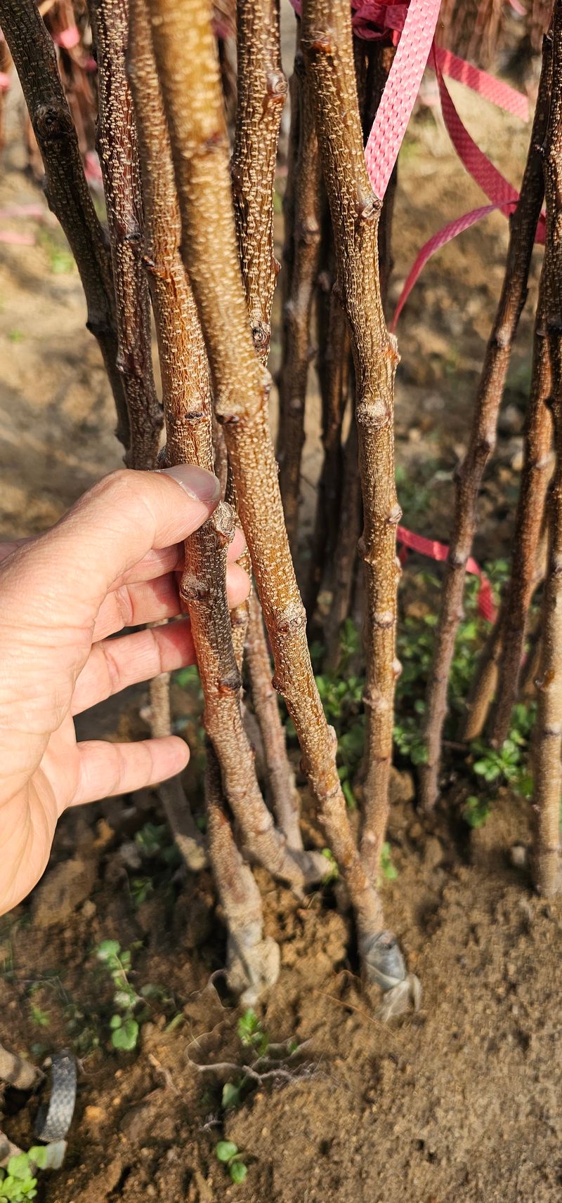 뿌리묘목농원님의 장터 판매 상품 [살구나무 하코트 접목1년생] 첨부 사진