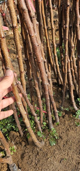 뿌리묘목농원님의 작성글 사진