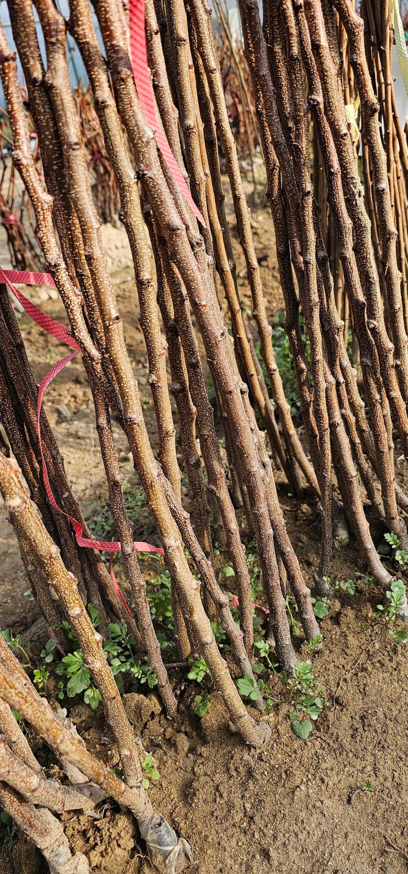 뿌리묘목농원님의 장터 판매 상품 [살구나무 하코트 접목1년생] 첨부 사진