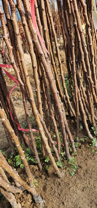 뿌리묘목농원님의 작성글 사진