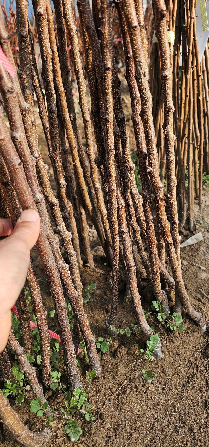 뿌리묘목농원님의 장터 판매 상품 [살구나무 하코트 접목1년생] 첨부 사진