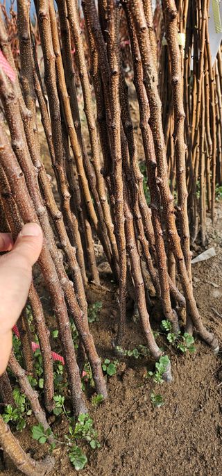 뿌리묘목농원님의 작성글 사진