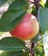 팜모닝 · 게시글 이미지