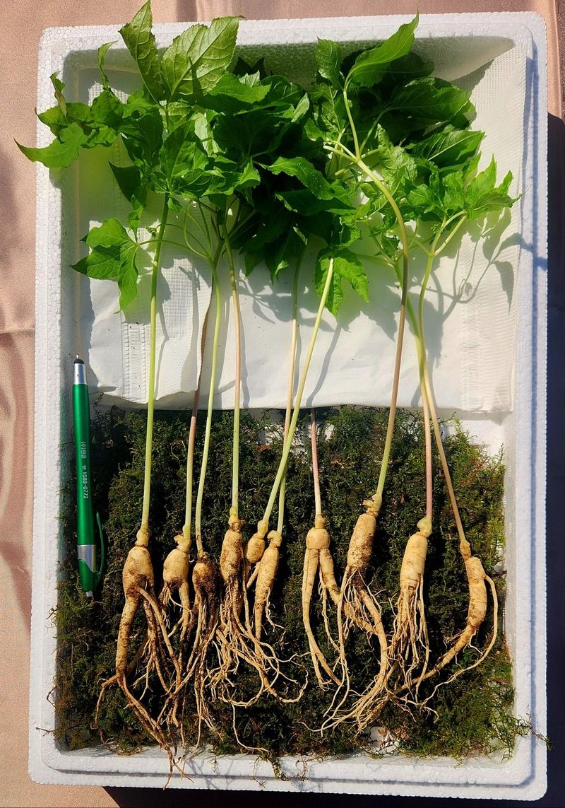 장터 상품 [3년산양삭대삼. 30뿌리] 썸네일