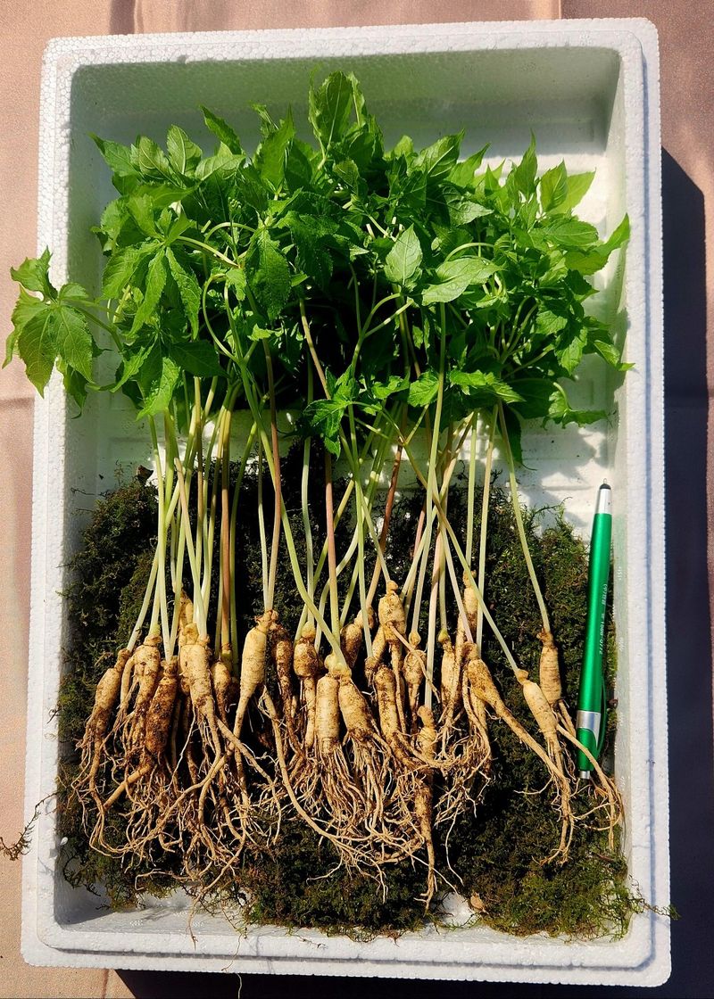 김미정님의 장터 판매 상품 [3년산양삭대삼. 30뿌리] 첨부 사진