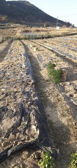 팜모닝 기타작물·영농일지 게시글 이미지