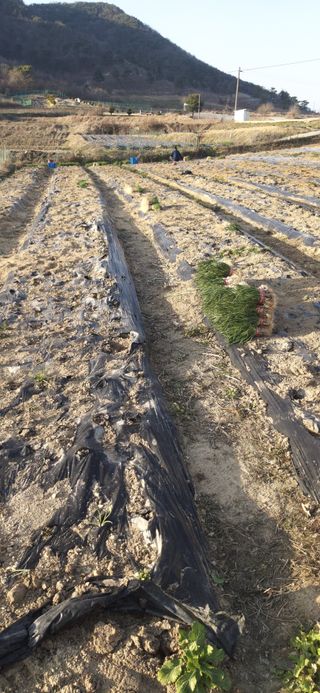 손인순님의 기타작물 · 영농일지 작성글 사진