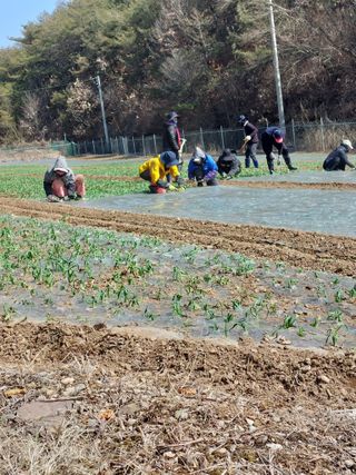 김병익님의 3월 내 작물 자랑하기 · 참여글 작성글 사진
