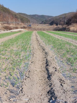 김병익님의 3월 내 작물 자랑하기 · 참여글 작성글 사진