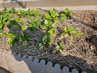 임병국(남리ㅡ림)님의 자유주제 · 자유게시판 작성글 사진