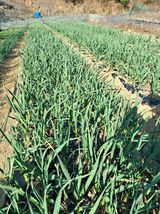 팜모닝 자유주제·자유게시판 게시글 이미지