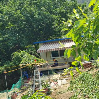 한방에아들님의 옥수수 · 자유게시판 작성글 사진