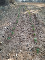 팜모닝 자유주제·자유게시판 게시글 이미지