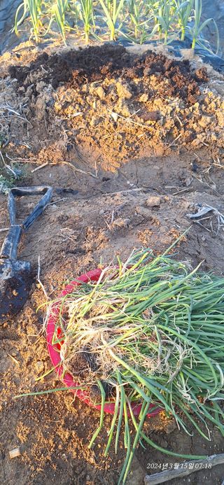 로즈마리님의 파 · 영농일지 작성글 사진