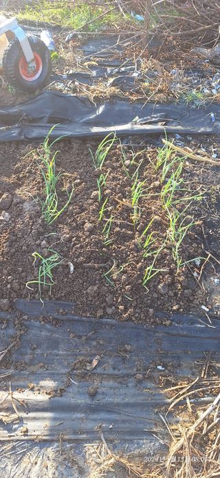 로즈마리님의 파 · 영농일지 작성글 사진