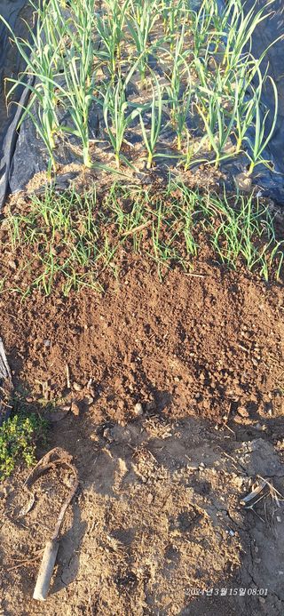 로즈마리님의 파 · 영농일지 작성글 사진