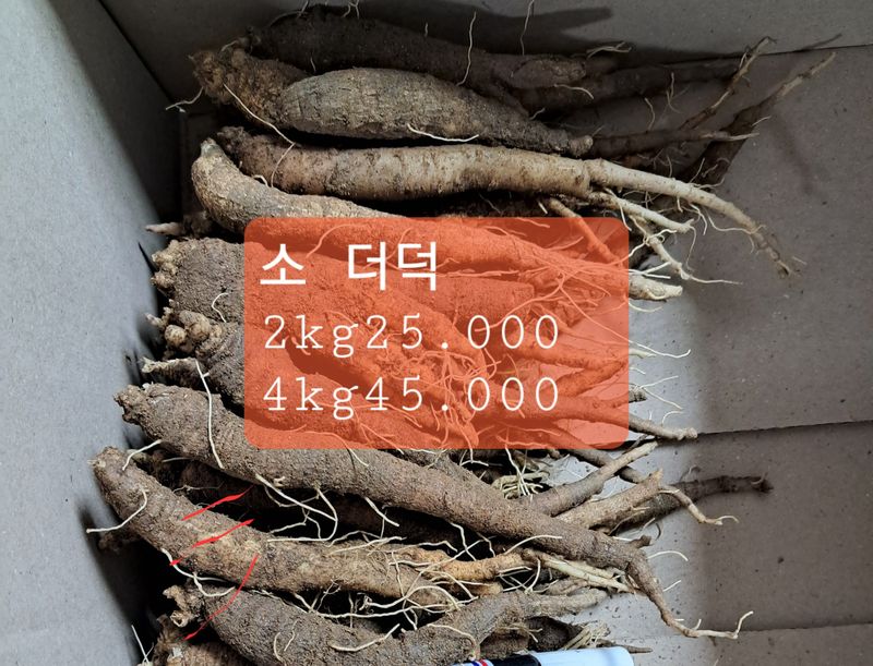 김종덕님의 장터 판매 상품 [1.종근용(모종). 2.소 더덕(무침),3.중(구이.무침)] 첨부 사진