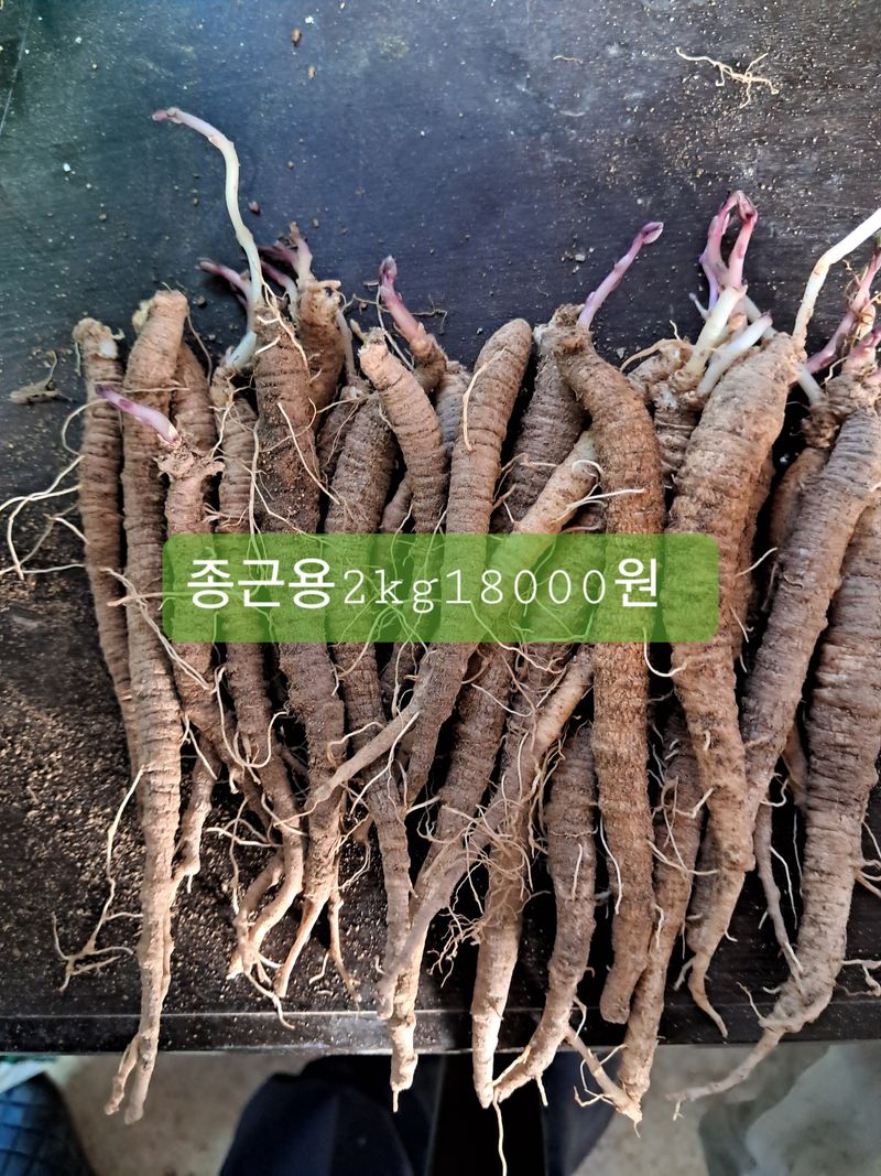 김종덕님의 장터 판매 상품 [1.종근용(모종). 2.소 더덕(무침),3.중(구이.무침)] 첨부 사진