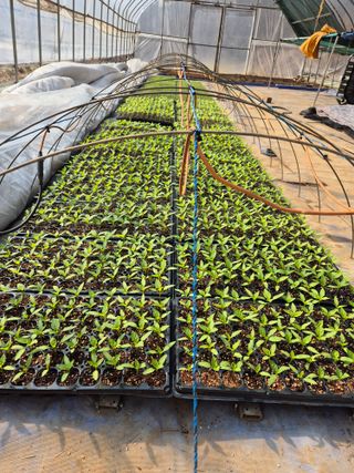 평창분홍님의 고추 · 영농일지 작성글 사진