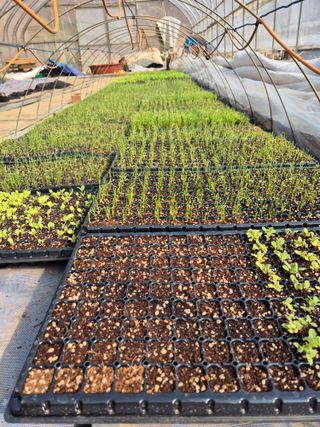 평창분홍님의 고추 · 영농일지 작성글 사진