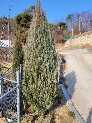 유병선(김천자두)님의 3월 내 작물 자랑하기 · 참여글 작성글 사진