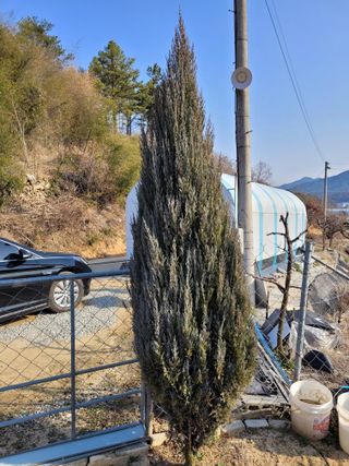 유병선(김천자두)님의 3월 내 작물 자랑하기 · 참여글 작성글 사진