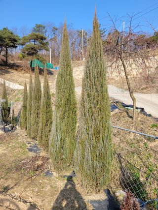 유병선(김천자두)님의 3월 내 작물 자랑하기 · 참여글 작성글 사진