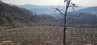 준농원님의 사과 · 영농일지 작성글 사진